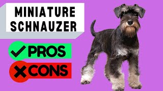 Miniature Schnauzer Pros and Cons [upl. by Mihsah]