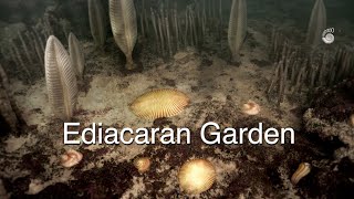 Ediacaran Garden the first animals [upl. by Nnylyak]