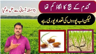 Wheat seed poor germination in field and its solution  Abid Ali Agrarian [upl. by Notsgnik902]