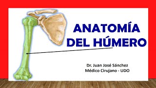 🥇 Anatomía del HÚMERO ¡Fácil Rápida y Sencilla [upl. by Baiel208]