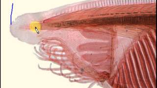 Anatomy of Basal Chordates Sea Squirts and Lancelets [upl. by Alemahs821]