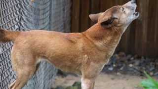 Dingo howling in Queensland Wild dog of Australia [upl. by Ahsaetan268]