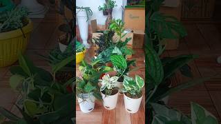 Unboxing Plants bought from Ugaoo  😍 unboxing plants [upl. by Drandell]