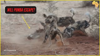 WILD DOGS digging out a WARTHOG  RARE SIGHTING [upl. by Callas145]