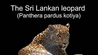 Sri Lankan leopard Panthera pardus kotiya Found in Kumana National Park [upl. by Artenal246]