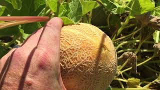 When to harvest or pick cantaloupe [upl. by Norrabal]