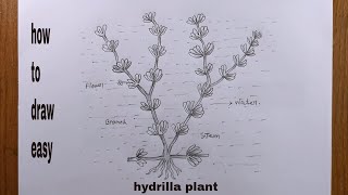 how to draw hydrilladraw hydrilla plant [upl. by Namialus]