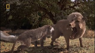 Killer Pig Entelodon Daeodon vs Amphicyon Beardog  Prehistoric Predators Episode 6 [upl. by Eeldivad]