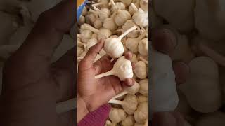 lasun bajarbhav agriculture mandsourmandibhav reelsinstagram jualbeliakunyoutube trendi [upl. by Yard]