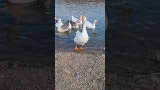 Гусь машет крыльями Goose flaps its wings [upl. by Ylremik]