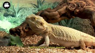 Ultimate Bearded Dragon Care Guide Expert Tips for Beginners [upl. by Conah]