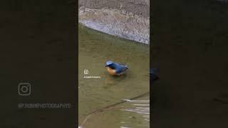 Tickells blue flycatcher 🐦📸 birds wildlifephotoghraphy animals nature yt shorts [upl. by Bonni347]