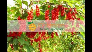 Schisandra extracts Schisandra chinensis B Schisandra lignanoidsbenefits production 2018 [upl. by Jarl]