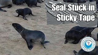 Seal Stuck In Sticky Tape [upl. by Dolan592]