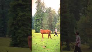 horse trading and greenery yt nature explorethebeautyofnature ytshorts love short [upl. by Frerichs]