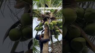 Ang galing niyang umakyat ng niyog 🌴 coconut coconutfarmer buhaysaprobinsya [upl. by Coward]