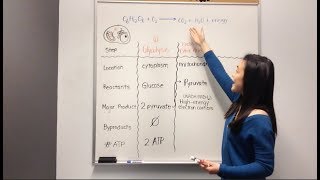 Cellular Respiration Glycolysis Krebs Cycle Electron Transport Chain [upl. by Annaihr]