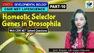 HOMEOTIC SELECTOR GENES OF DROSOPHILA  DEVELOPMENTAL BIOLOGY OF DROSOPHILAPART10 CSIR NET [upl. by Ahsya4]