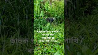 waterhen dahuk bird trapruak ruak bird trap handingkalim bird trap handingdahukpakhi [upl. by Usanis]