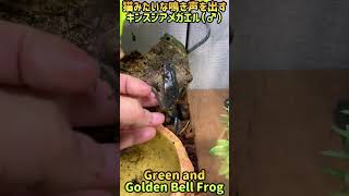 ビックリした時のキンスジアメガエルの鳴き声🐸 [upl. by Berner]