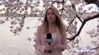 Cherry Blossoms in Washington DC [upl. by Anirdna]