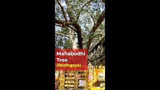 Mahabodhi Tree Bodhgaya Where Buddha Attained Enlightenment Shorts [upl. by Adabelle]