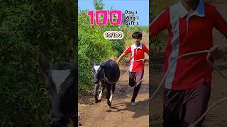 19100 Gay ka BachaMunna Dodne laga hai dailyminivlog 100daysoflife villagelife bailpola [upl. by Arlyne435]