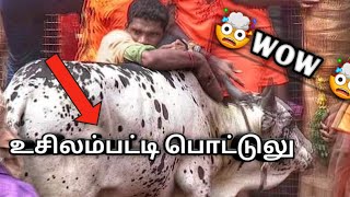 😈Karur vellai pudi madu 2020 vs usilampatti potlu   madu pudi maduusilampatti jalikattu uravukal [upl. by Chui]