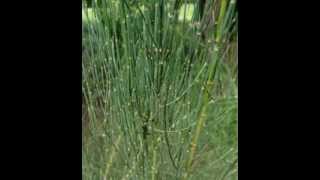 Ephedra Herb Health Benefits [upl. by Einafpets512]