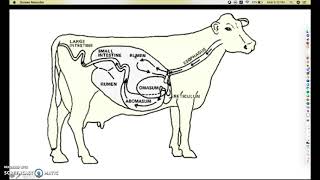 Polygastric Digestive System [upl. by Amoreta]