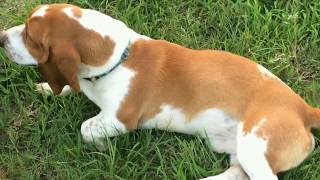 Funny Basset Hound Compilation [upl. by Crissy]