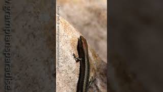 An Australian lizard ║ No13 of 25 species filmed in 1day ║ Wildlife Moments  Grampians Paradise [upl. by Korella]