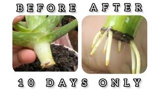 CUT LAYERING LONG STEM ALOE AND HOW TO GAIN ROOT NODES IN SOAKING IN THE WATER FOR 10 DAYS PROCESS [upl. by Ennovehs94]