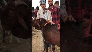 Rajasthan Tonk goat market tonkbakra goatfarm goat tonkbakramandi bakrokadeewana vlog [upl. by Bohs]