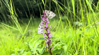 Grote muggenorchis Gymnadenia conopsea met Dambordjes Melanargia galathea [upl. by Eelyme]