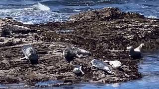 Siesta of Sea lions  Point Arena [upl. by Gosney]