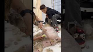 Very aggressive dog grooming😍 pets groomed catcare funny cats grooming animals [upl. by Anerom]