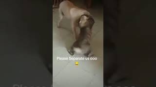 PLEASE SEPERATE US DOG AND CAT FIGHT dogs cat fight [upl. by Neggem]