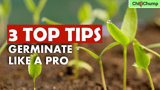 Stop Wasting Chilli Seeds Germinate Like a Pro [upl. by Spense]