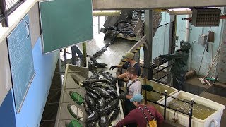 Salmon River Hatchery  Eggtake amp Fertilization Process [upl. by Boyden]