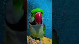 Gopi hare Krishna mahamantra ka jaap kar rhi hai 🥰cute talkingparrot youtubeshorts viralvideo [upl. by Pierette]