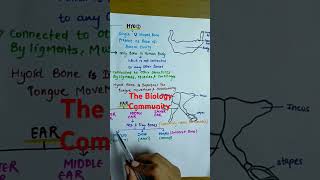 Hyoid amp EAR Ossicles axialskeletonclass11Skeletalsystemneet2025cbseshortsythumanphysiology [upl. by Eimme]