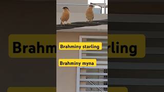 Brahminy starling l Brahminy myna brahminystarling brahminymyna youtubeshorts ARAHappyworld24 [upl. by Amaral]