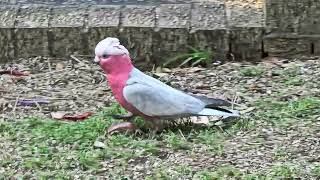 One galah recording another [upl. by Stoller482]