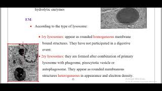 lysosomeamp Peroxisomes [upl. by Andras474]