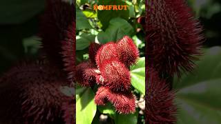 Botanical food colorant — Bija Annatto [upl. by Oirram816]