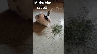 Mithu the rabbit 🐰🐇 rabbit cute bunny shortvideo rabbitdance [upl. by Kasevich]