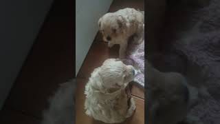 Cavoodle Puppies at home 35 weeks old [upl. by Nell924]