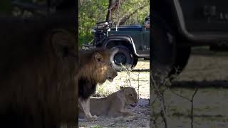 Intense Interaction Between Mating Lions [upl. by Esirahc997]