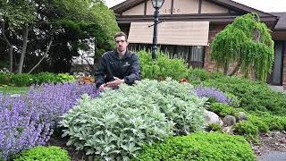 Find a Silver Lining Artemisia for Your Tricky Garden Spaces  Walters Gardens [upl. by Kolosick]